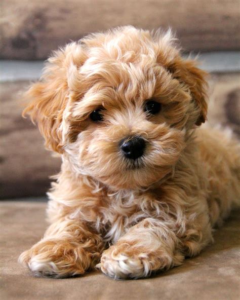 maltipoo photos|More.